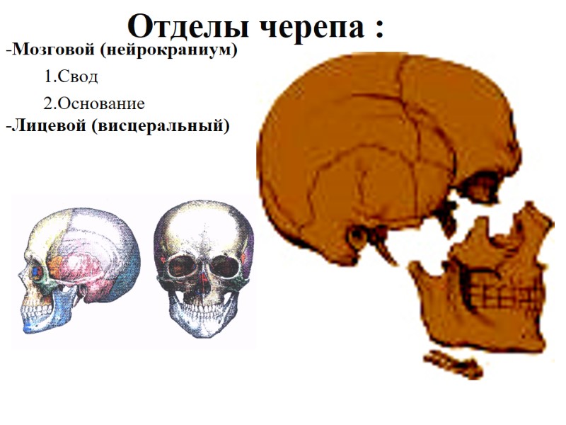 Отделы черепа : -Мозговой (нейрокраниум)         